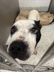 Shelter Stray Male Dog last seen Near BuckCreek Dr, Fairburn, GA, 1251 Fulton Industrial Blvd NW, Atlanta, GA 30336, USA