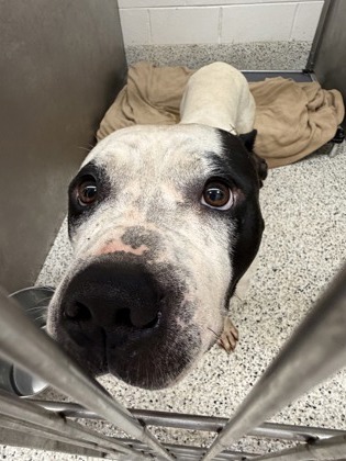 Shelter Stray Male Dog last seen Near BuckCreek Dr, Fairburn, GA, 1251 Fulton Industrial Blvd NW, Atlanta, GA 30336, USA