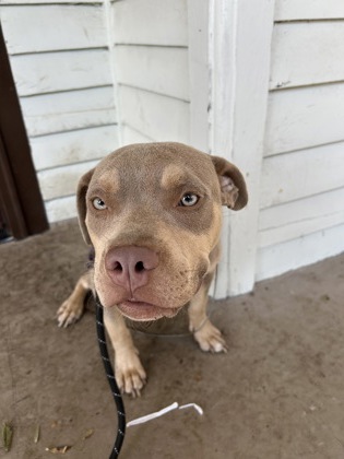 Shelter Stray Unknown Dog last seen Near dr Thomas w Cole jr way, Atlanta, GA, 1251 Fulton Industrial Blvd NW, Atlanta, GA 30336, USA