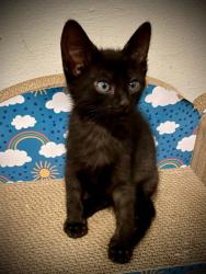 Shelter Stray Male Cat last seen Near Rocknoll Drive, 30288, GA, 3280 Chamblee Dunwoody Rd, Chamblee, GA 30341, USA