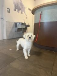 Shelter Stray Male Dog last seen Paddy St., 75149, TX, 1650 Gross Rd, Mesquite, TX 75149, USA