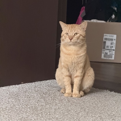 Shelter Stray Male Cat last seen Near Pheasant Ridge Trail, Fitchburg, City of, WI, 5132 Voges Rd, Madison, WI 53718, USA