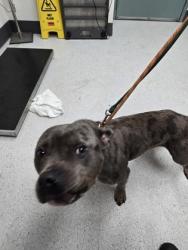 Shelter Stray Male Dog last seen At a carwash on 3092 macarthur blvd, Oakland, CA, 1101 29th Ave, Oakland, CA 94601, USA