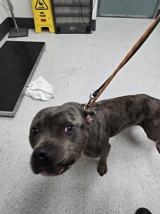 Shelter Stray Male Dog last seen At a carwash on 3092 macarthur blvd, Oakland, CA, 1101 29th Ave, Oakland, CA 94601, USA