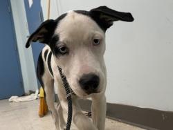 Shelter Stray Female Dog last seen , Gulfport, MS, 2615 25th Ave, Gulfport, MS 39501, USA