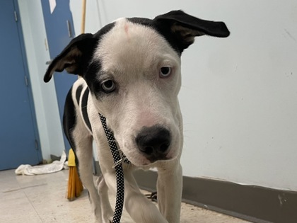Shelter Stray Female Dog last seen , Gulfport, MS, 2615 25th Ave, Gulfport, MS 39501, USA