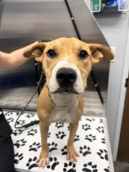 Shelter Stray Male Dog last seen Amy Drive, Goose Creek, SC, 2455 Remount Rd, North Charleston, SC 29406, USA
