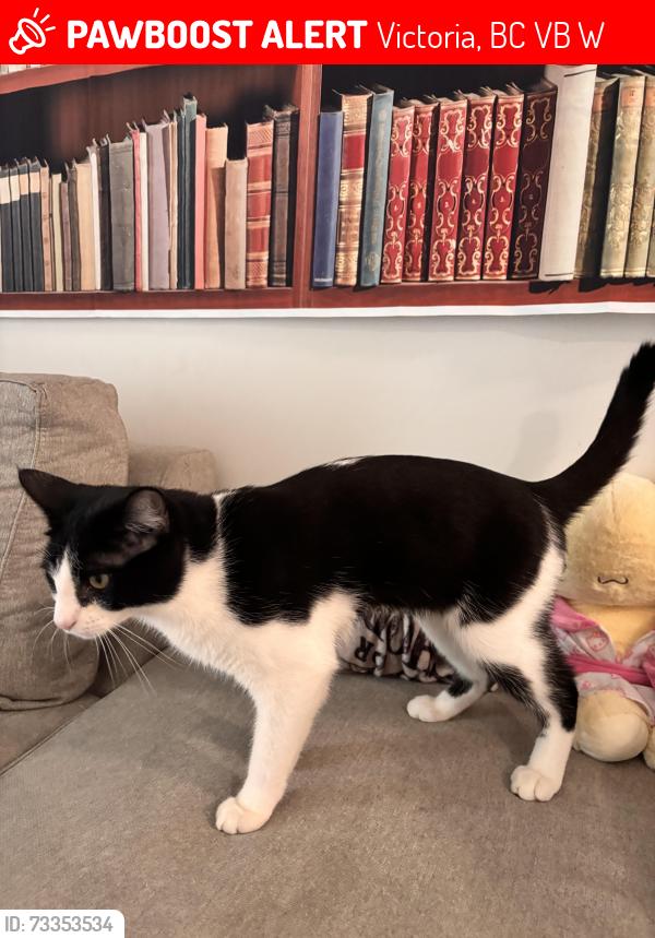 Lost Male Cat last seen Near Treanor Ave, Victoria, BC V9B 6W7