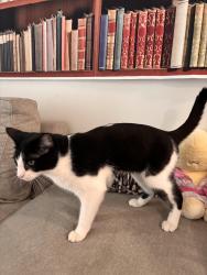 Lost Male Cat last seen Near Treanor Ave, Victoria, BC V9B 6W7