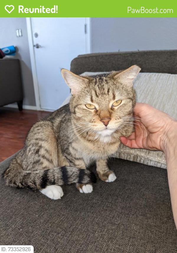 Reunited Female Cat last seen Baseline at 18th way, Phoenix, AZ 85042