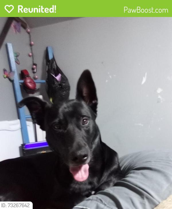 Reunited Male Dog last seen Near east Tennessee, Evansville, IN 47711