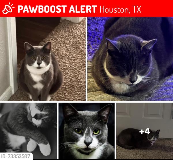 Lost Male Cat last seen Antoine by Public Storage 5685 De Soto St, Houston, TX 770991, Houston, TX 77091