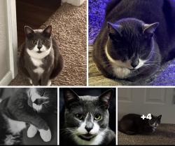 Lost Male Cat last seen Antoine by Public Storage 5685 De Soto St, Houston, TX 770991, Houston, TX 77091