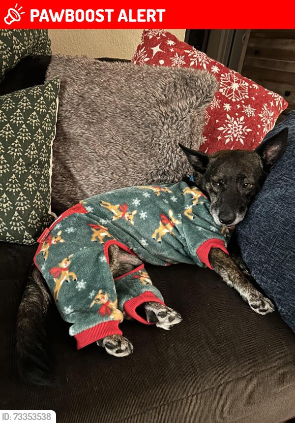 Lost Male Dog last seen Resmar place, Casa de Oro-Mount Helix, CA 91941