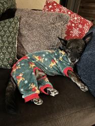 Lost Male Dog last seen Resmar place, Casa de Oro-Mount Helix, CA 91941