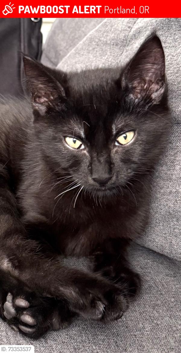 Lost Male Cat last seen Fischer Rd, Portland, OR 97224