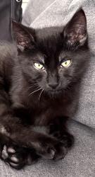 Lost Male Cat last seen Fischer Rd, Portland, OR 97224