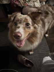Reunited Female Dog last seen In front of the In-n-Out, City of Industry, CA 91748