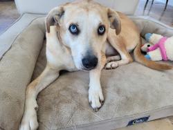 Reunited Male Dog last seen Elwood drive, Jersey Village, TX 77040
