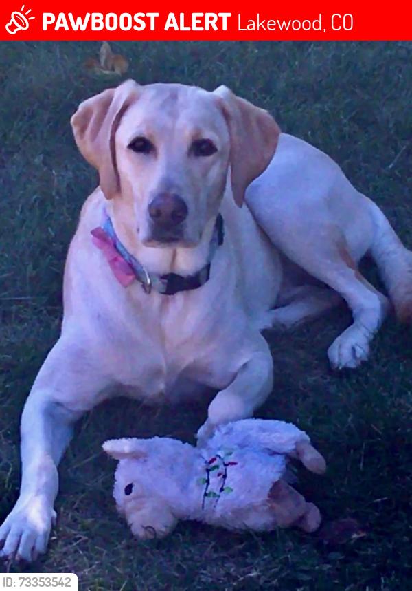 Lost Female Dog last seen Mississippi and union, Lakewood, CO 80228