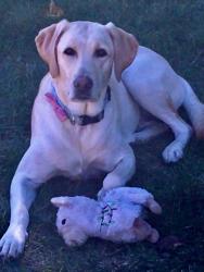 Lost Female Dog last seen Mississippi and union, Lakewood, CO 80228