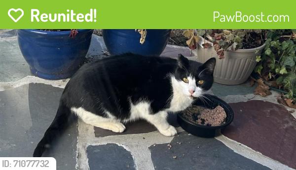 Reunited Unknown Cat last seen Springfield, NJ, USA, Springfield, NJ 07081