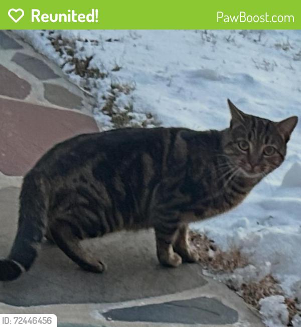 Reunited Unknown Cat last seen Colfax Rd, Springfield, NJ 07081, USA, Springfield, NJ 07081