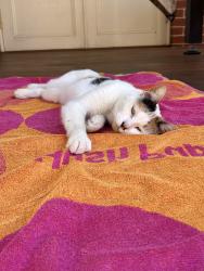 Lost Female Cat last seen Keilor road McDonald’s, Essendon, VIC 3040