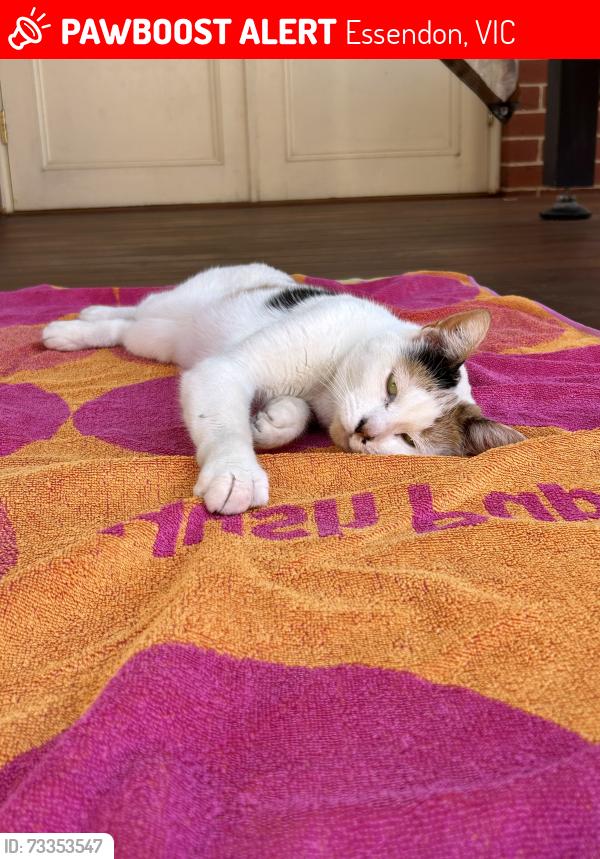 Lost Female Cat last seen Keilor road McDonald’s, Essendon, VIC 3040