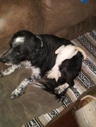 Reunited Male Dog last seen Evenside, Henderson, TX 75654