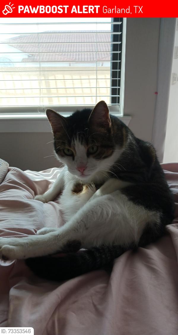Lost Male Cat last seen On the corner of Belt line Rd. and W. Brand Rd., Garland, TX 75040