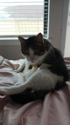 Lost Male Cat last seen On the corner of Belt line Rd. and W. Brand Rd., Garland, TX 75040
