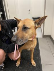 Found/Stray Female Dog last seen Mabel and 67th street oakland/berkeley, Berkeley, CA 94702