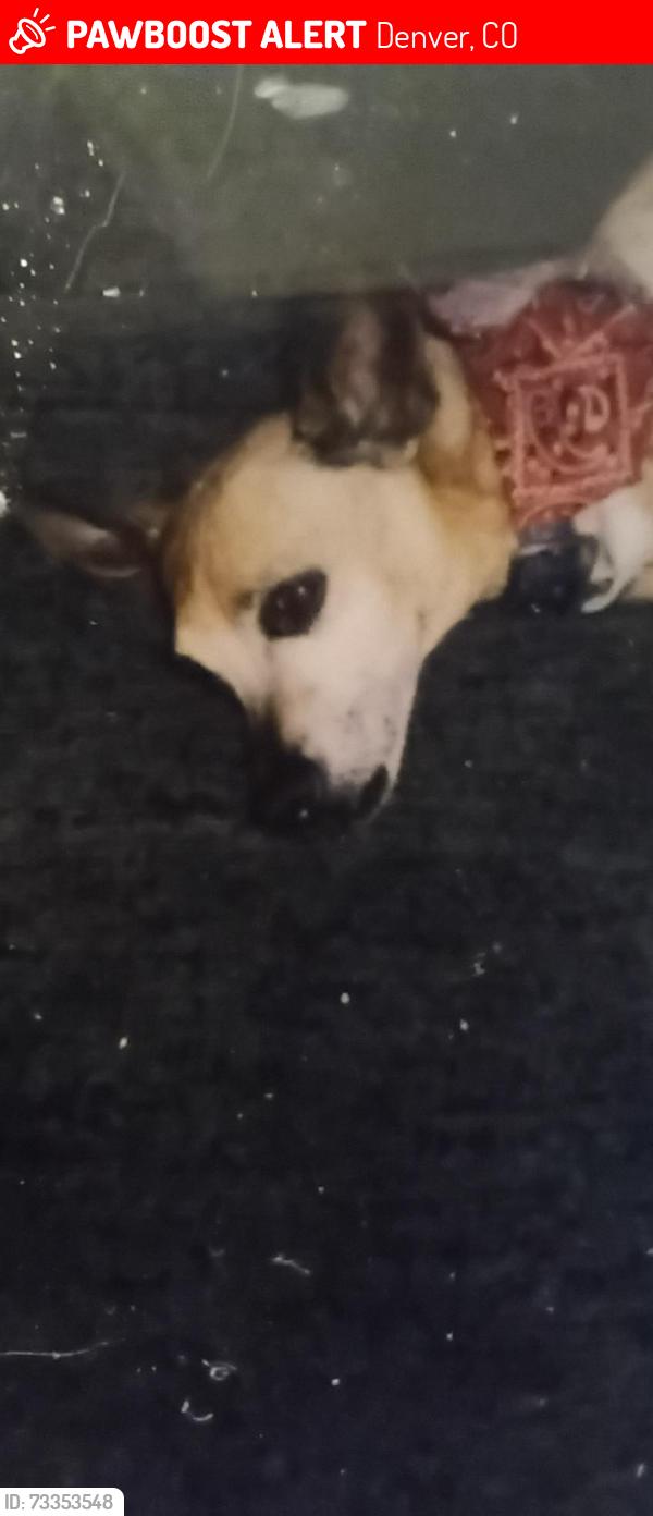 Lost Male Dog last seen Near s onieda st, Denver Co 80224, Denver, CO 80224