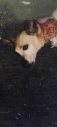 Lost Male Dog last seen Near s onieda st, Denver Co 80224, Denver, CO 80224