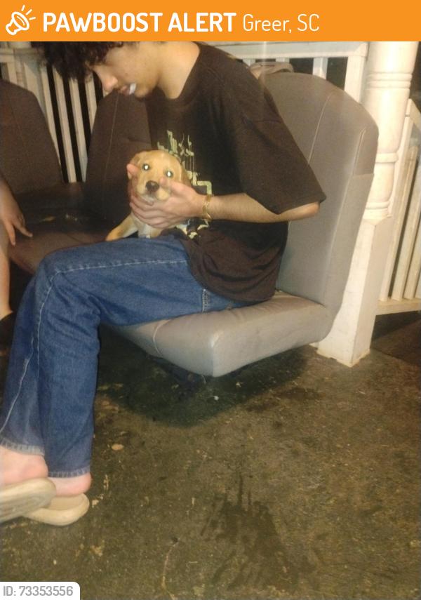 Found/Stray Male Dog last seen New woodruff and old woodruff, Greer, SC 29651