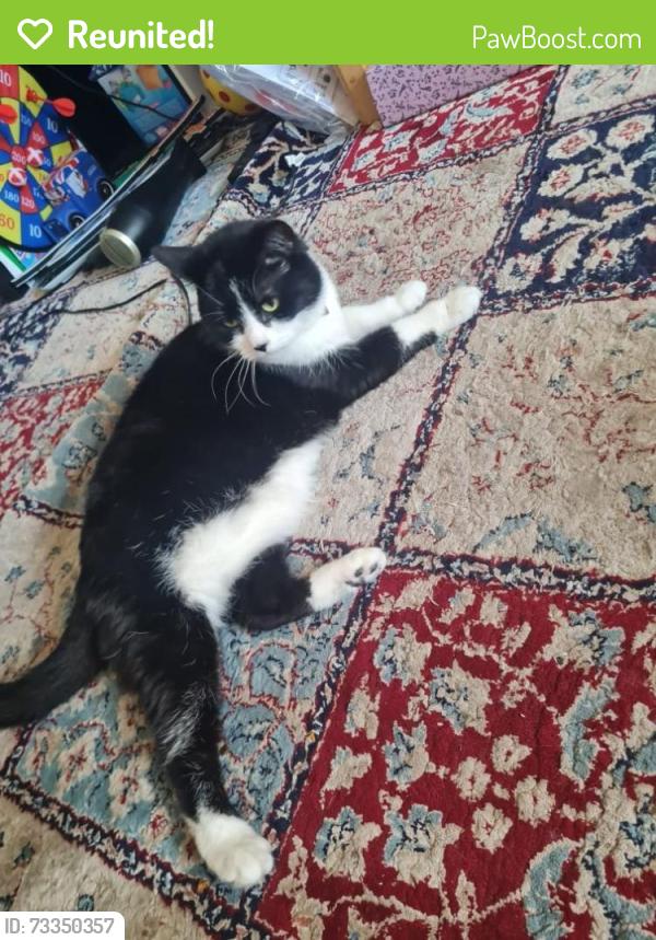 Reunited Female Cat last seen Near Nicoll Court, Sydney Road, London, N10 2RW, Greater London, England N10 2RW
