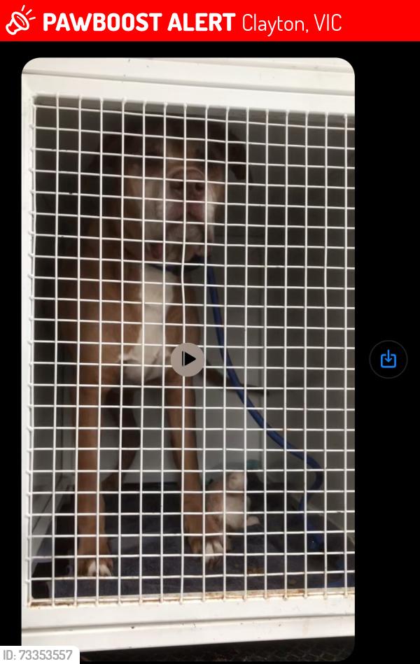 Lost Male Dog last seen Manatunga st claYton, Clayton, VIC 3168