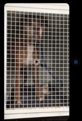 Lost Male Dog last seen Manatunga st claYton, Clayton, VIC 3168