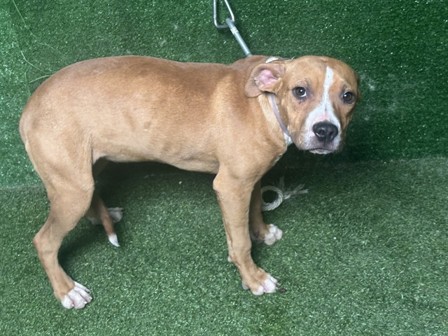 Shelter Stray Female Dog last seen , 5210 W Ave I, Lancaster, CA 93536, USA
