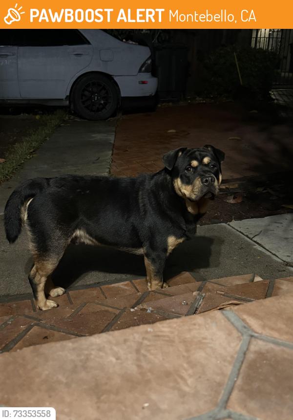 Found/Stray Male Dog last seen School ave, Montebello, CA 90022