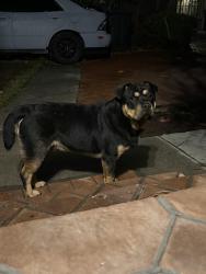 Found/Stray Male Dog last seen School ave, Montebello, CA 90022