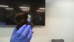 Shelter Stray Male Cat last seen CHARLOTTE, 8315 Byrum Dr, Charlotte, NC 28217, USA