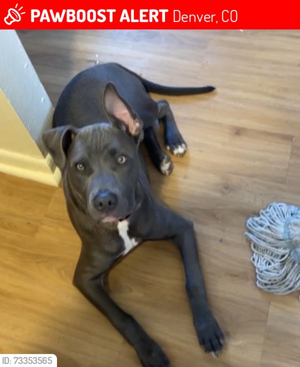 Lost Male Dog last seen 56th and Tower, Denver, CO 80249