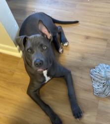 Lost Male Dog last seen 56th and Tower, Denver, CO 80249