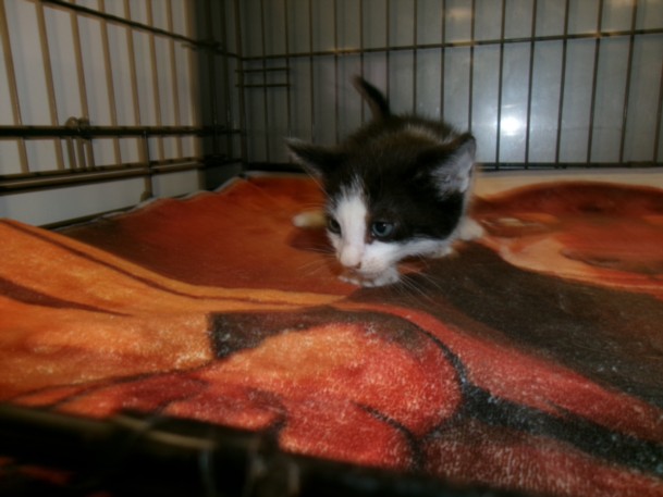 Shelter Stray Male Cat last seen , 14409 Vanowen St, Van Nuys, CA 91405, USA