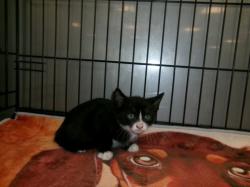 Shelter Stray Male Cat last seen , 14409 Vanowen St, Van Nuys, CA 91405, USA
