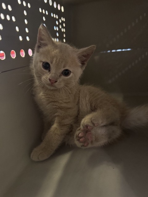 Shelter Stray Male Cat last seen Near BLOCK KOENIG, 1705 S Hanley Rd, Brentwood, MO 63144, USA