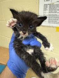 Shelter Stray Male Cat last seen MARTIN LUTHER KING JR BLVD & 25TH AVE, 2127 Front St, Sacramento, CA 95818, USA