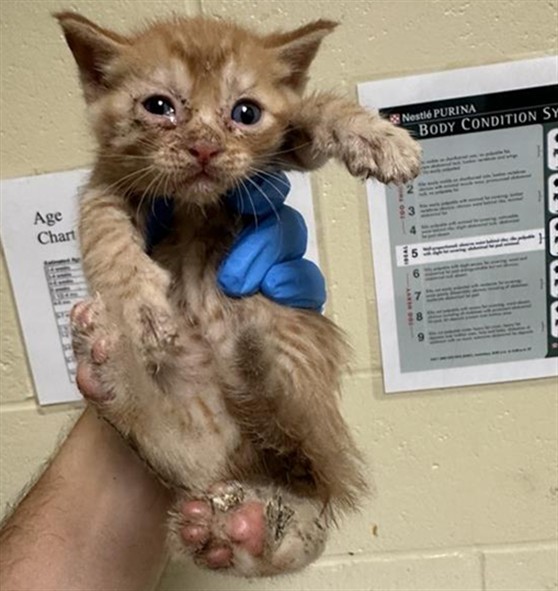 Shelter Stray Male Cat last seen NORTHGATE BLVD & W EL CAMINO AVE, 2127 Front St, Sacramento, CA 95818, USA